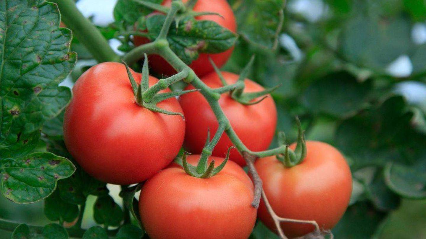 tomate almería